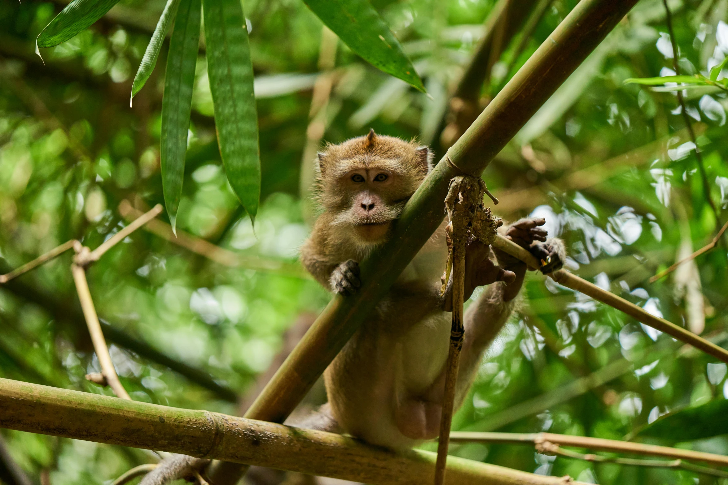 a little monkey sitting in the nches of a tree