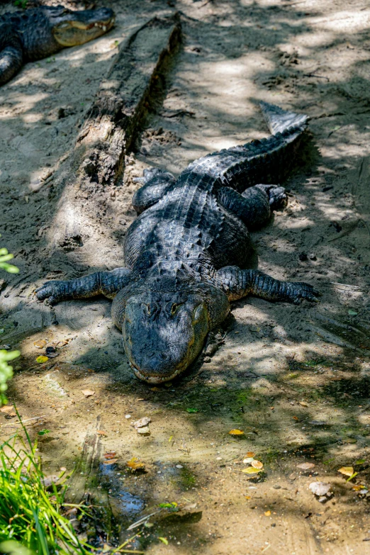 a large alligator rests on a dirty ground