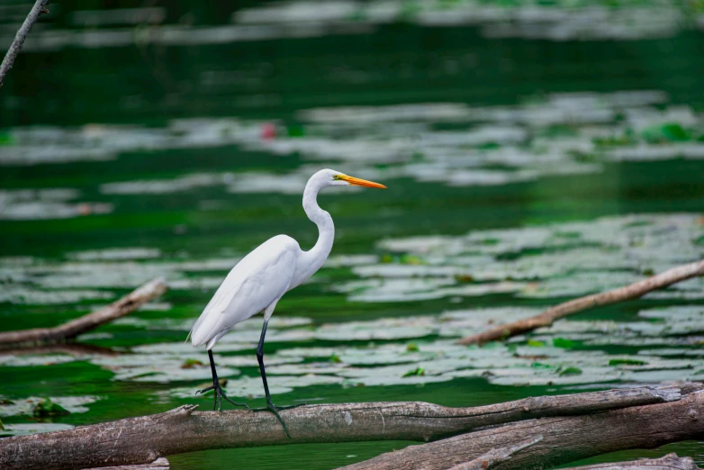 a crane standing on a nch in a pond