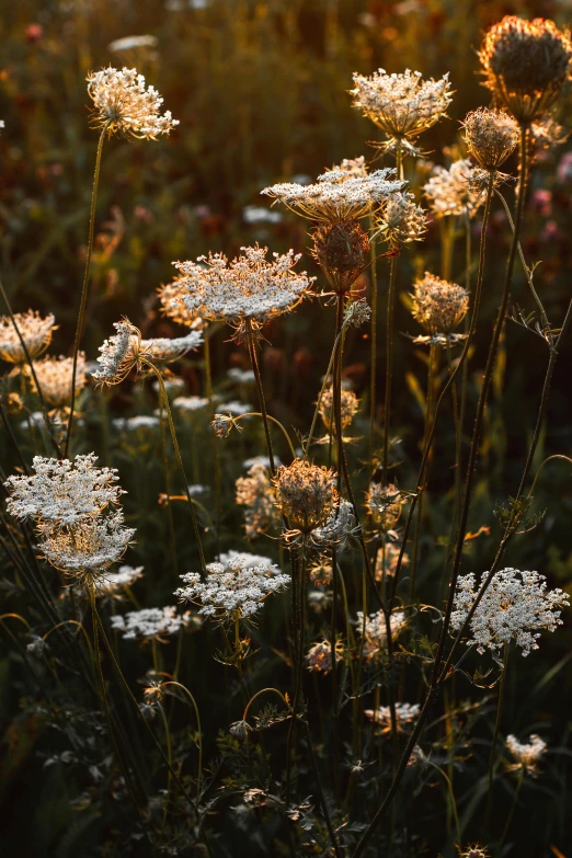 the beautiful flowers and grass are blooming very quickly