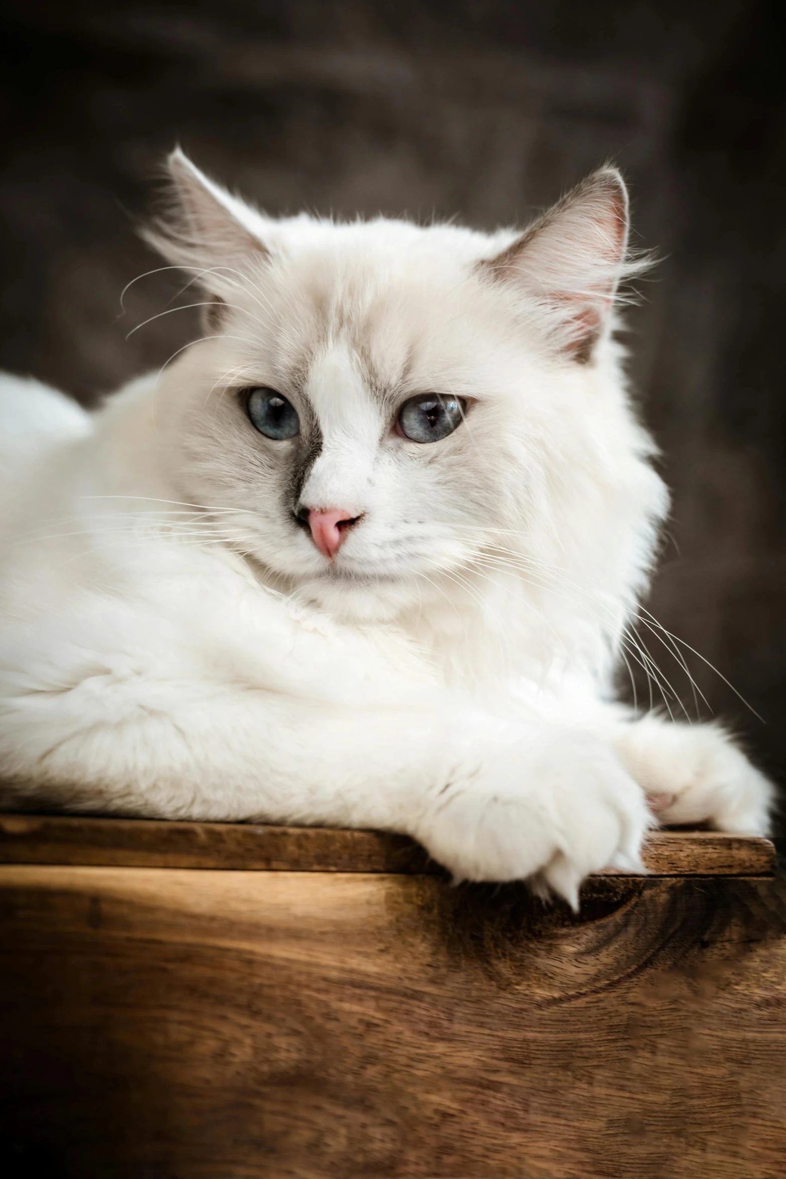 a white cat sitting on top of a wooden dresser