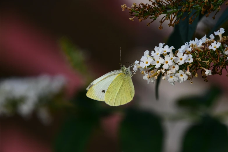 yellow and white erfly on flower with blurry background