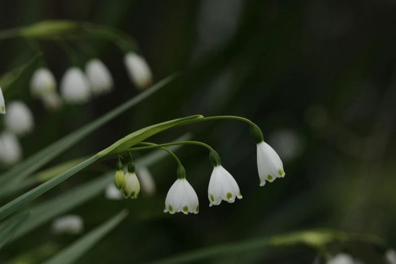 three snowdrops with green leaves and blurry background