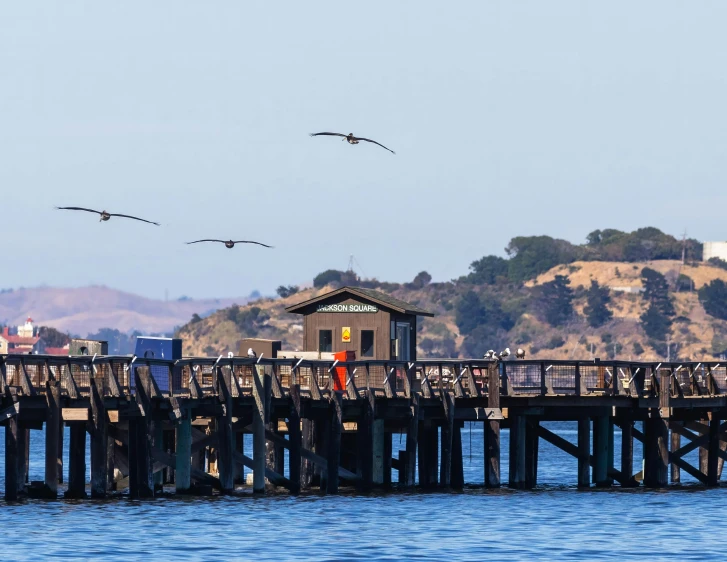 birds flying over a pier with houses in the background