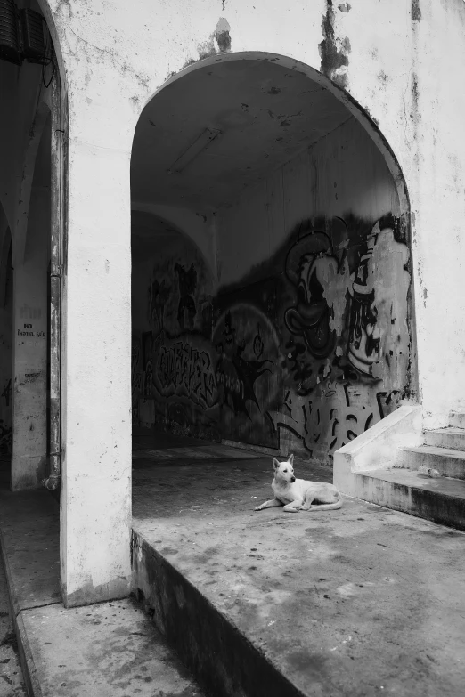 an archway with graffiti on it, and a small white dog sitting in the doorway