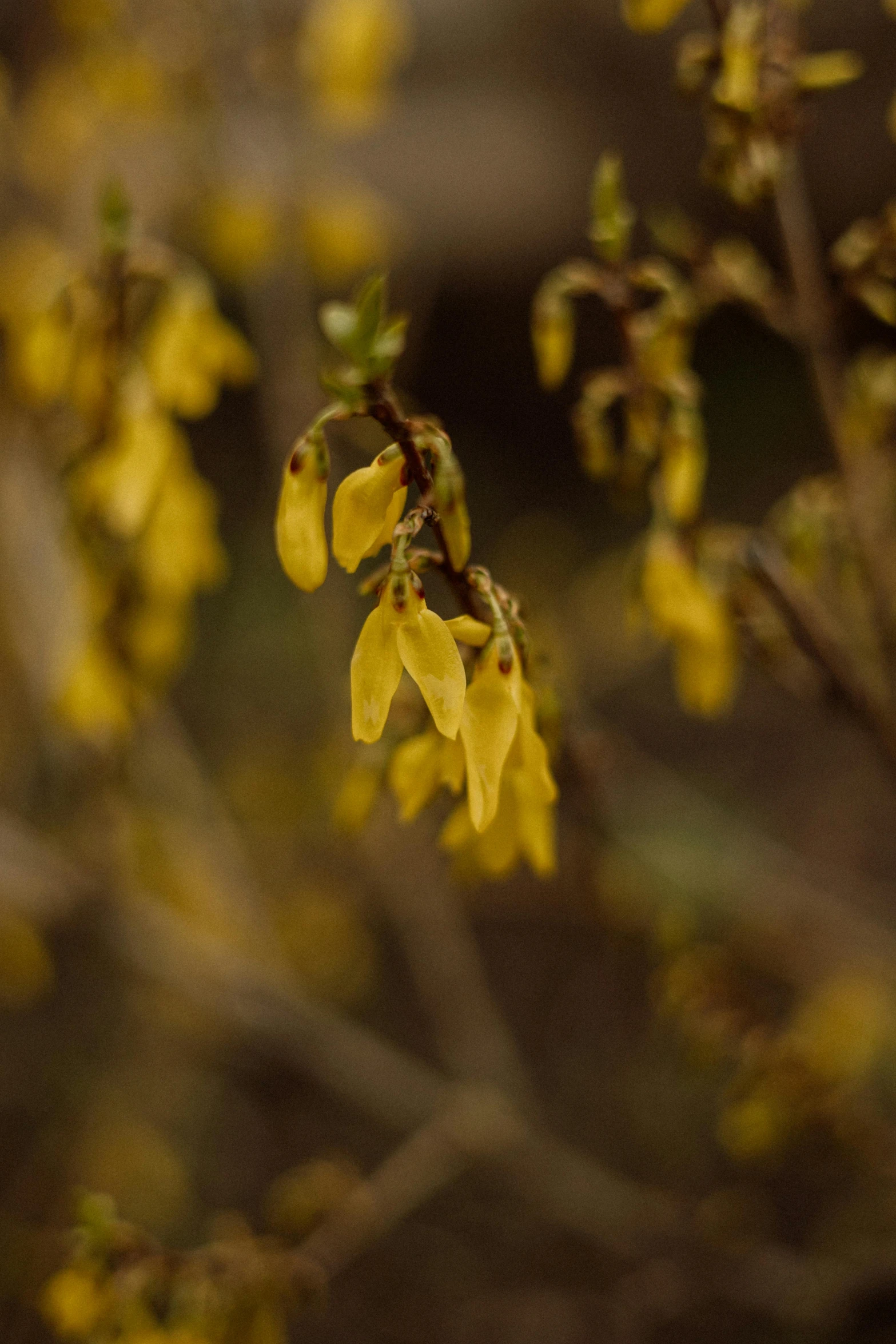 a small tree with yellow flowers near some nches