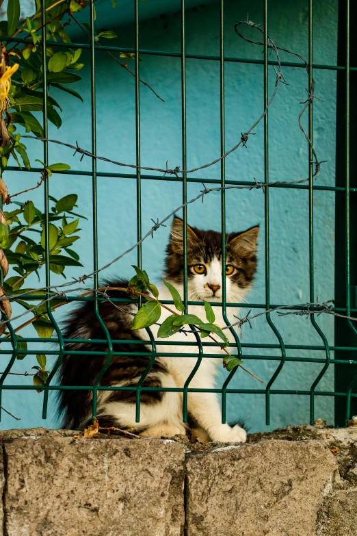 a cat sitting outside behind a wire fence