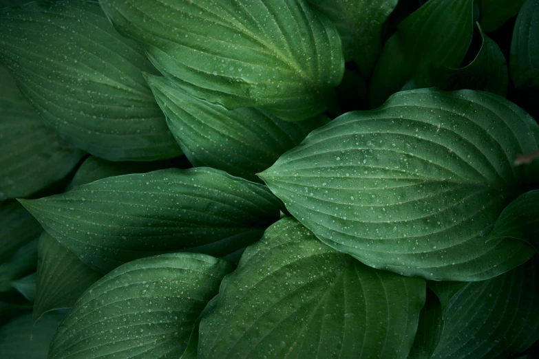 this plant has many leaves with some water droplets