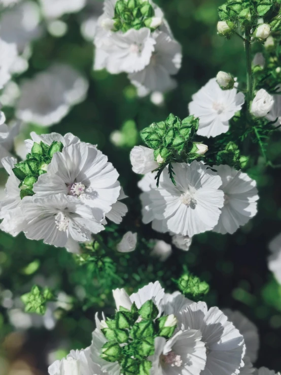 some very pretty white flowers with green centers