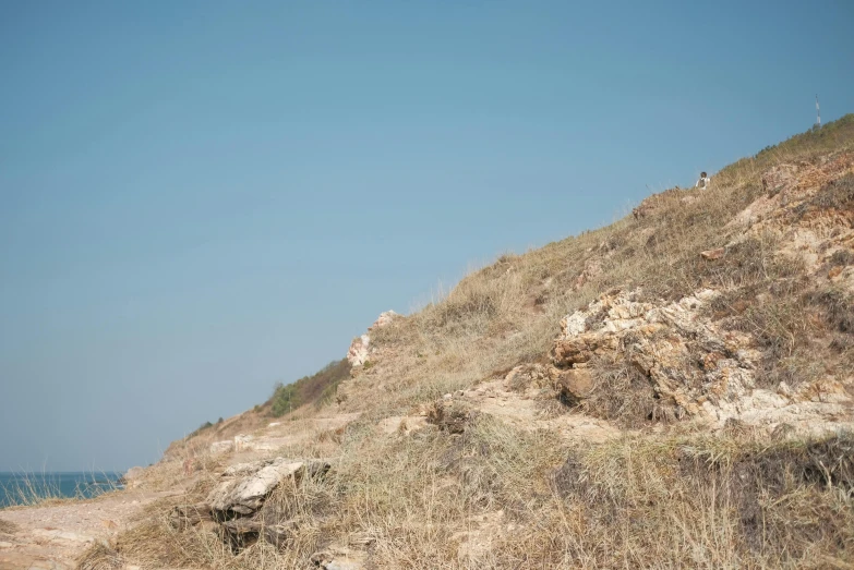 the elephant is standing on a grassy hill