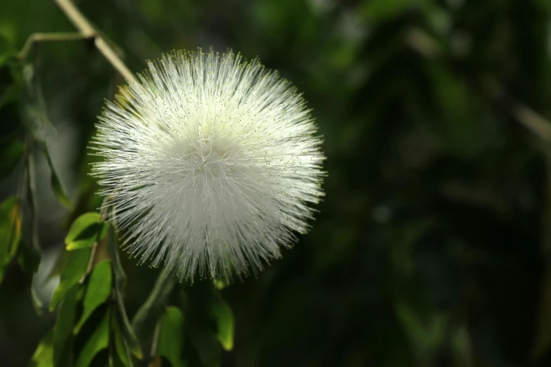 there is a white flower in the middle of trees