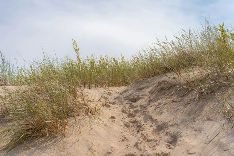 an uphill view of sand and grasses