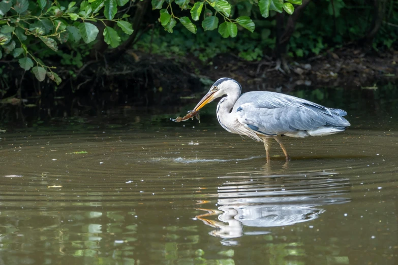 a large bird with a fish in its mouth