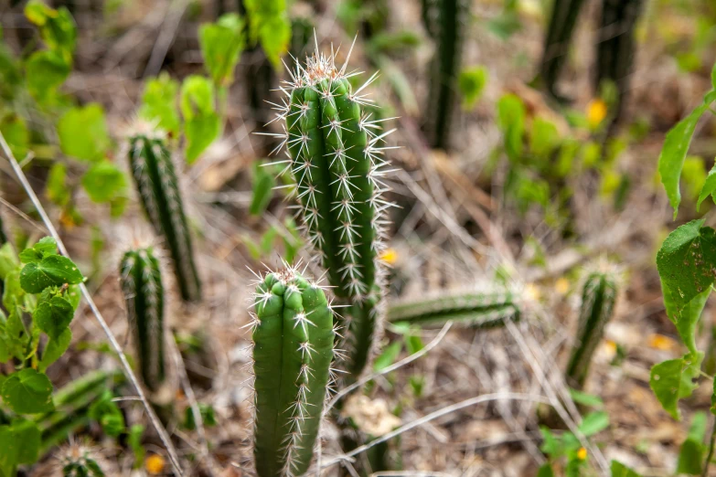 an image of a cactus plant that is in the wild