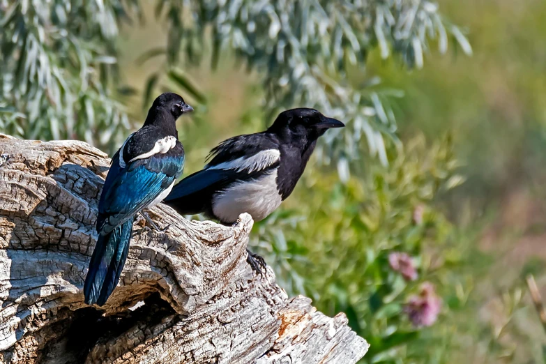 two birds perched on top of a tree log