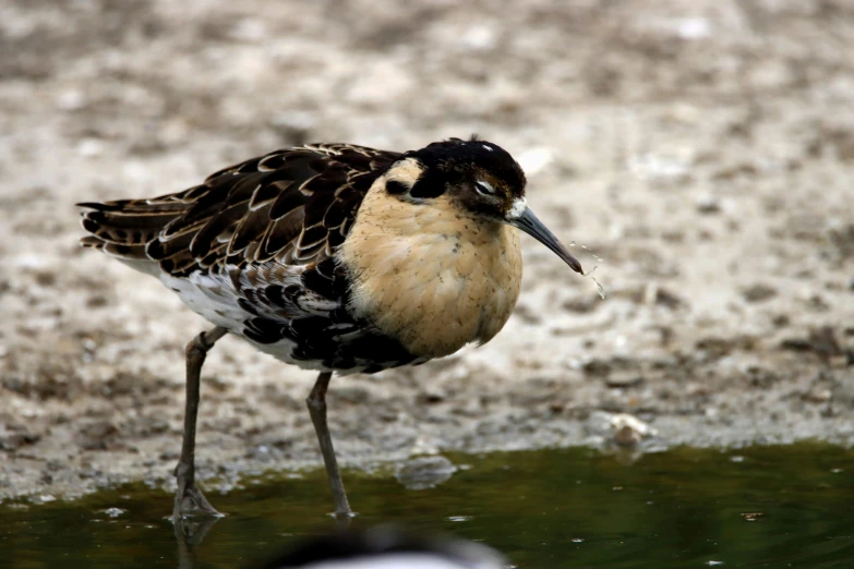 an image of a bird drinking water