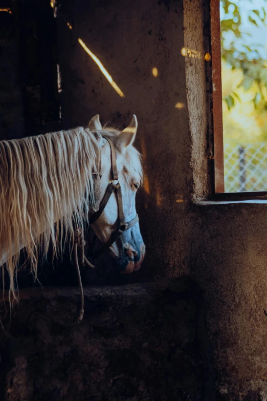 a horse with it's head out of the stall