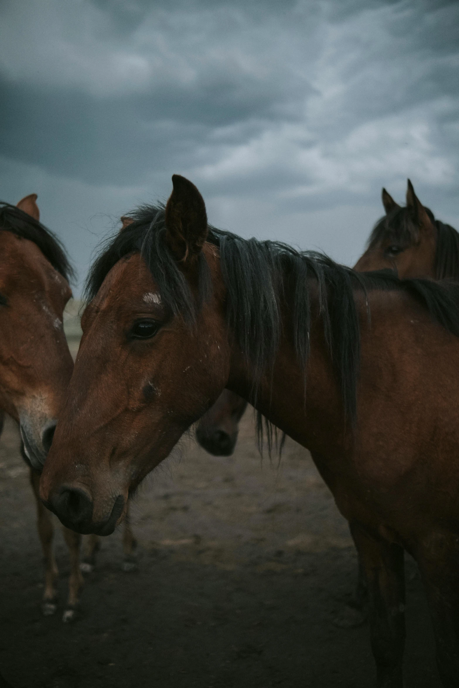 three horses with dark manes are standing together