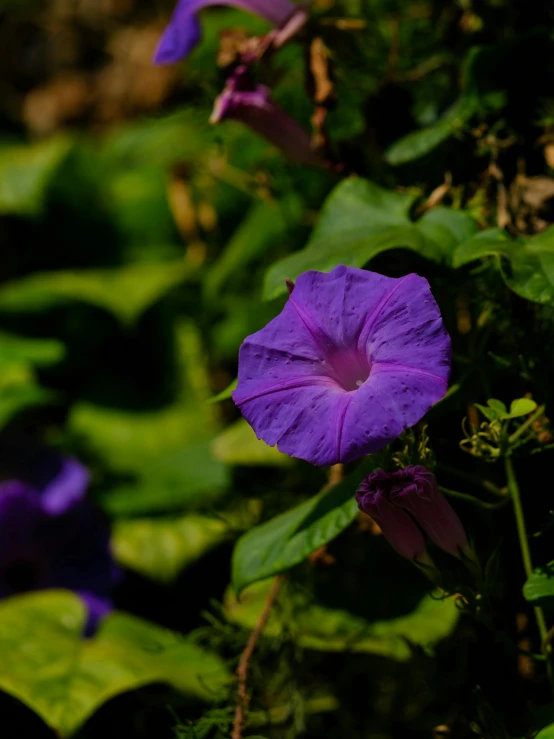 purple flowers are growing in a field