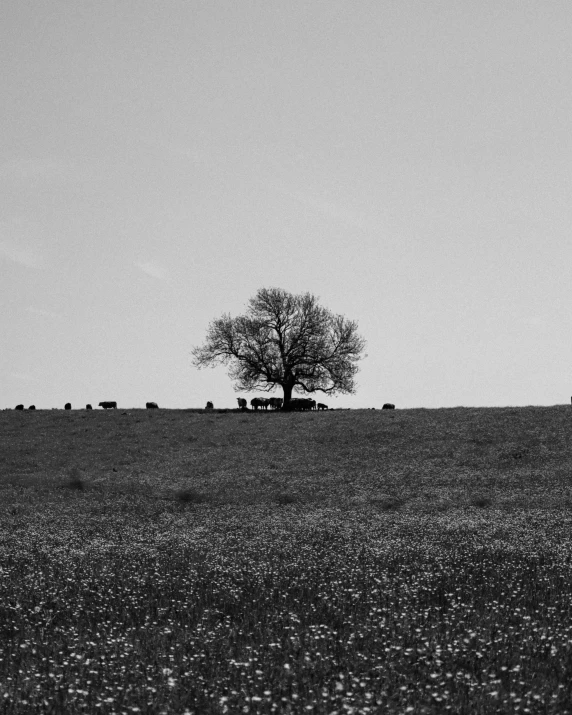 two cows grazing on the side of a hill