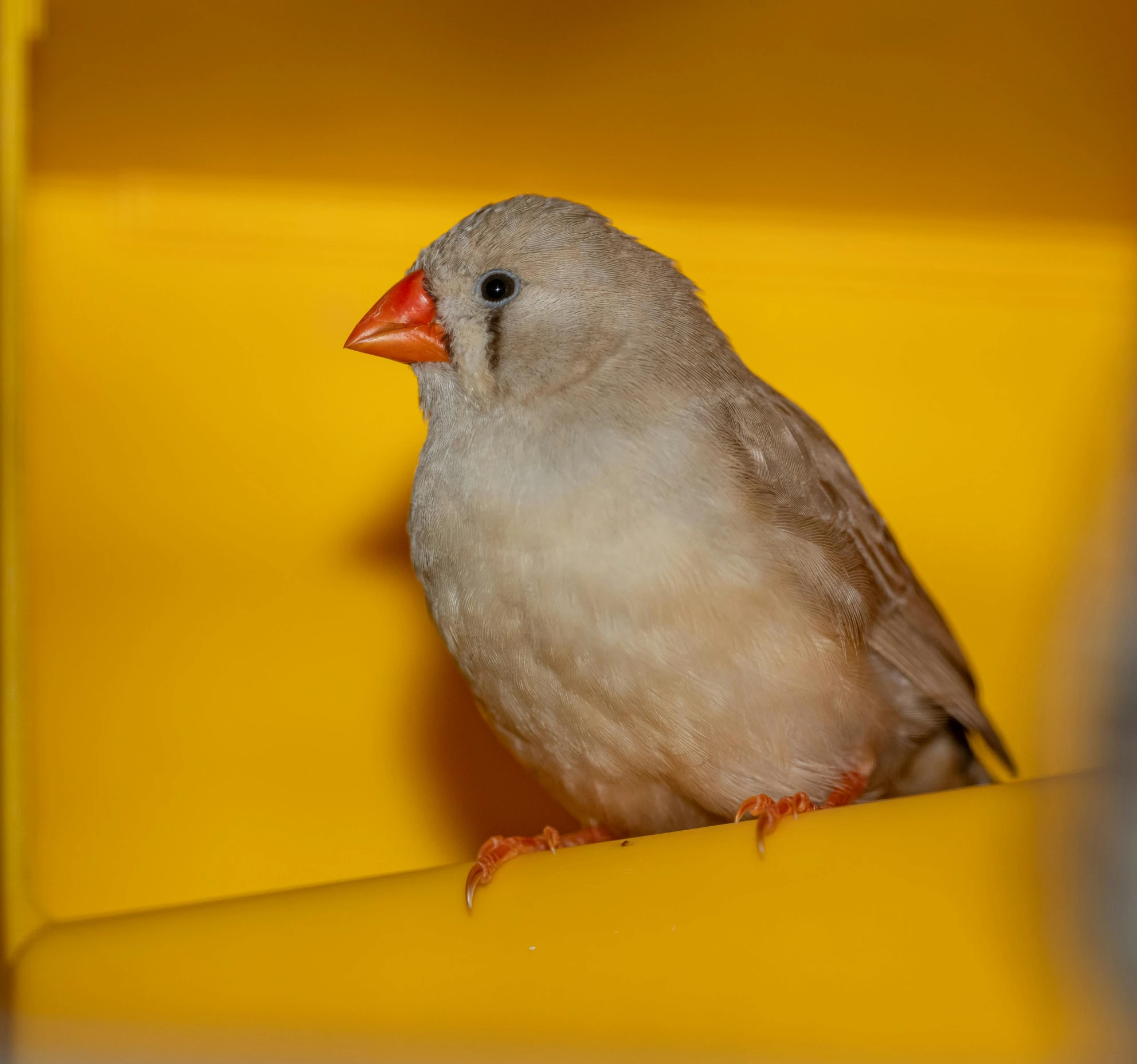 a bird sitting on a chair near a yellow wall