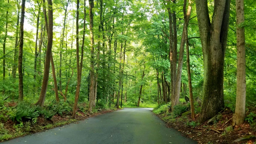 a street that is going through a forrest