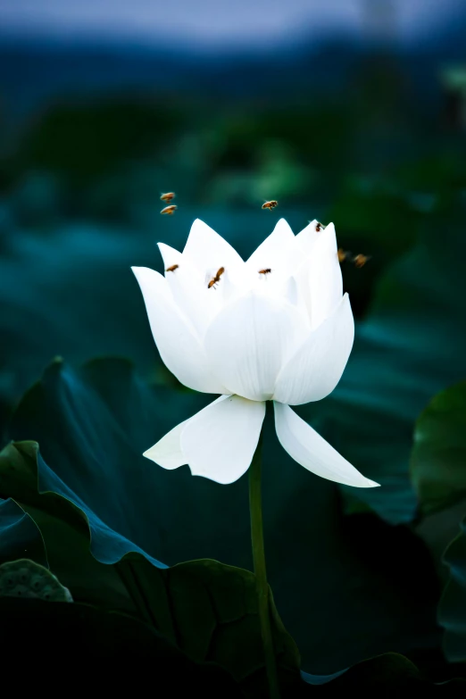 a lotus flower grows in a pond at dusk