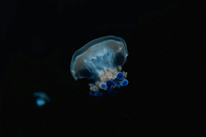 a blue and white jelly floating through the dark water