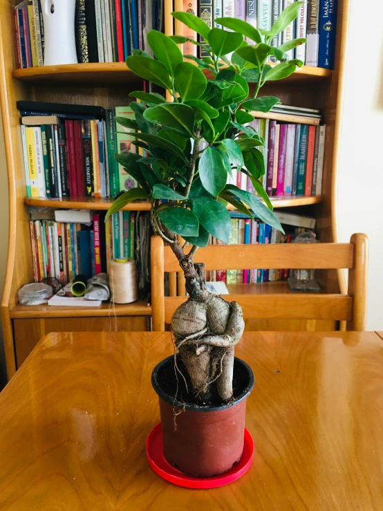 the small potted plant on the table is very large