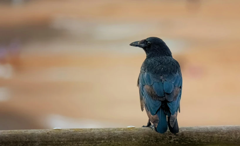 there is a black bird perched on the nch