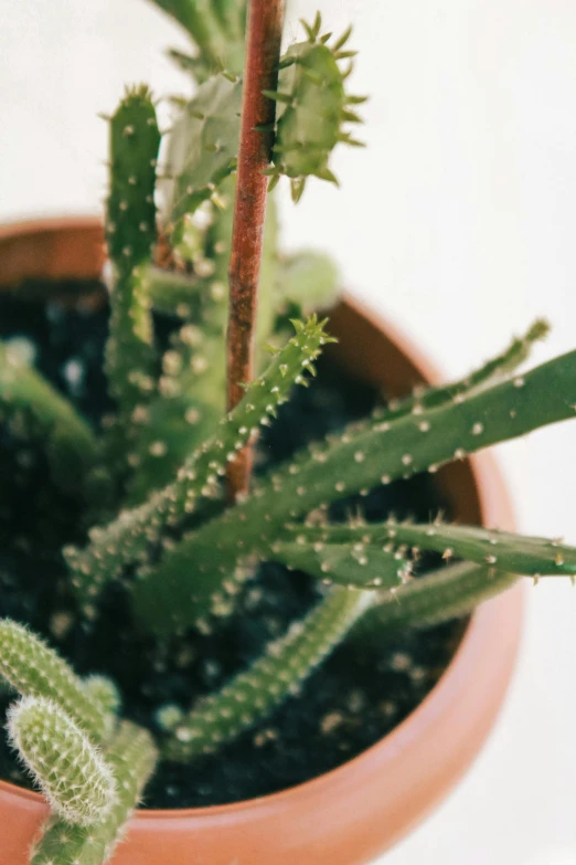 a plant that is on the ground with some dirt