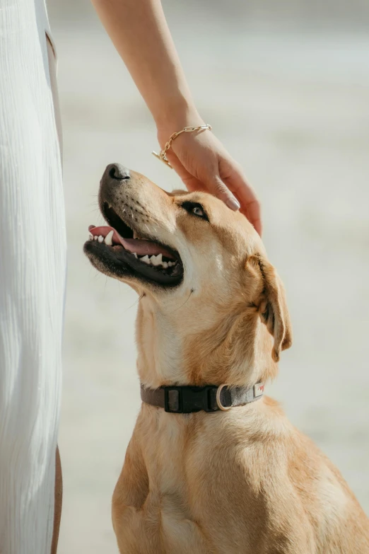 someone is petting the dog while it watches