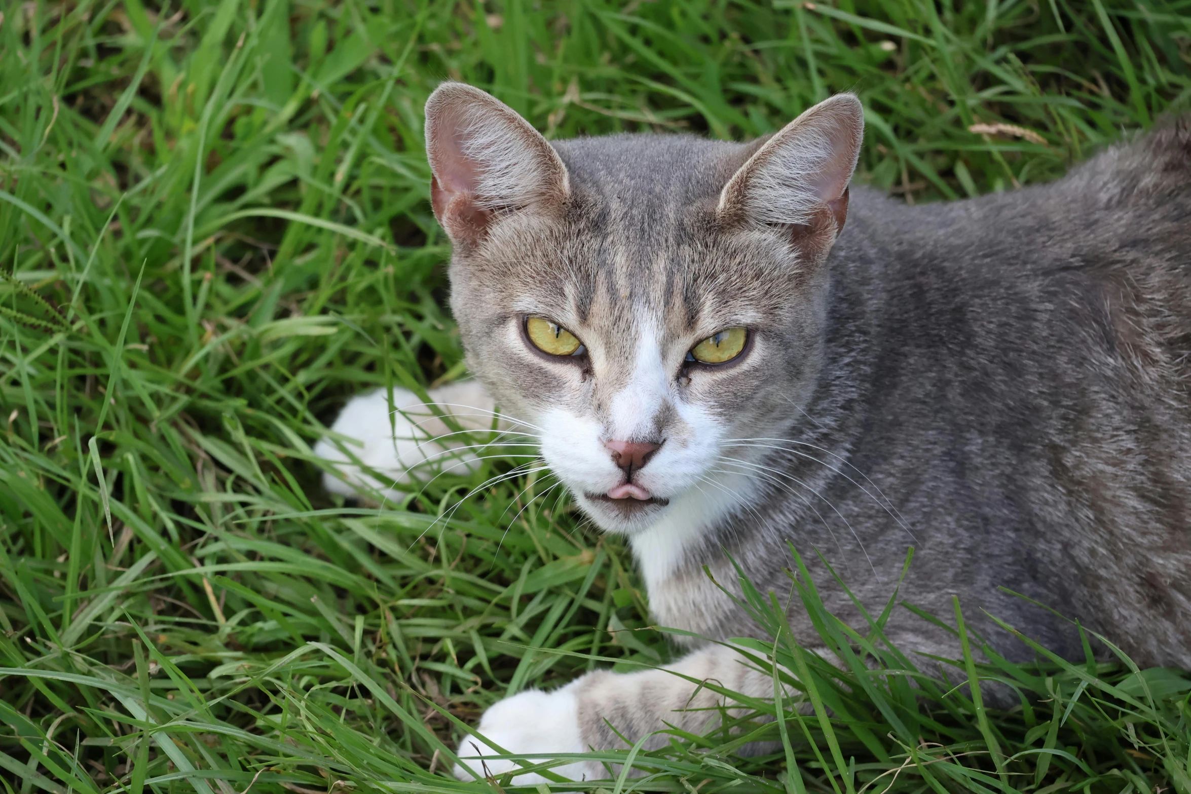 the cat is laying in tall grass looking out