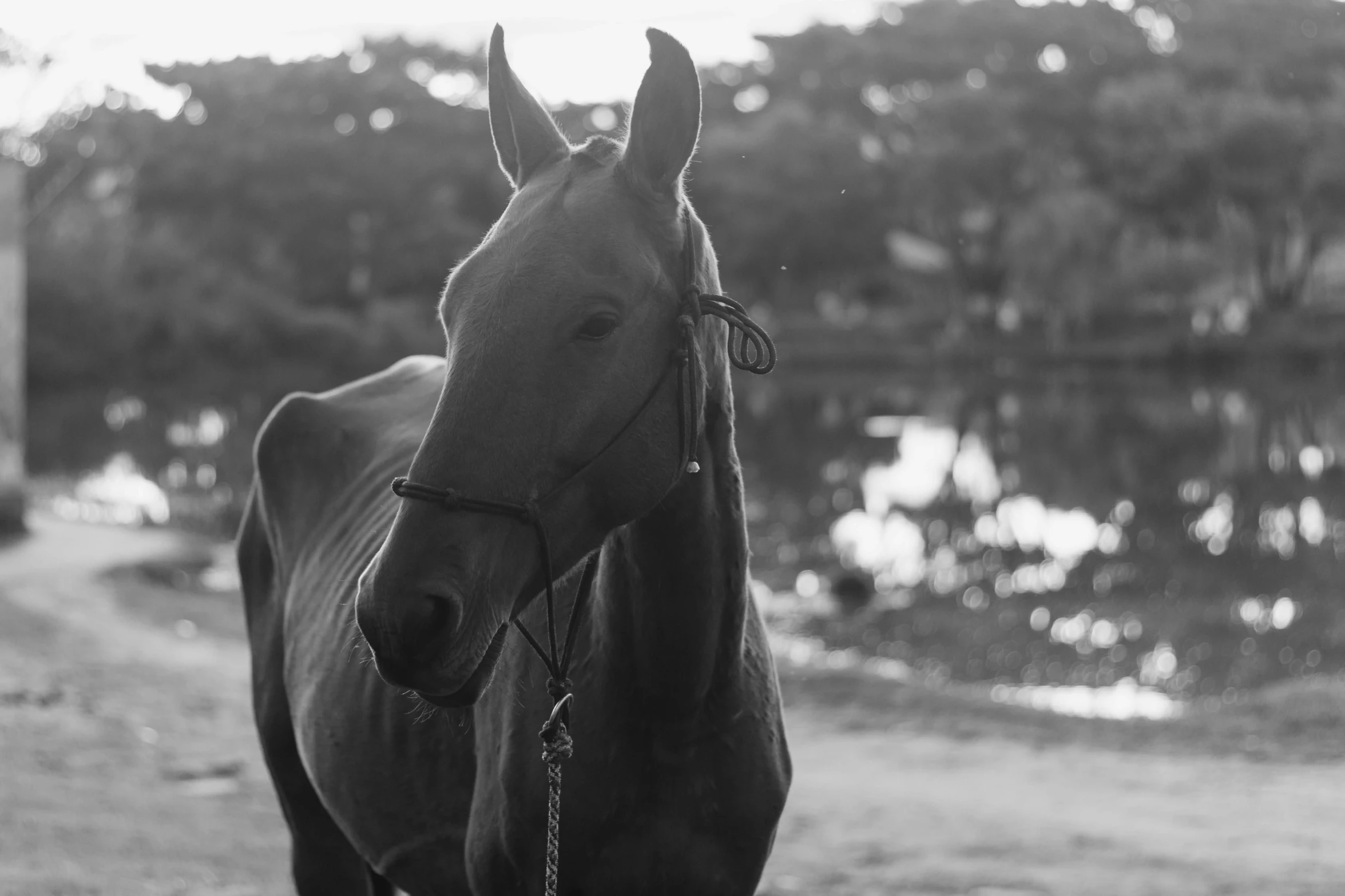 black and white image of a horse with a harness