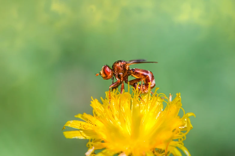 a couple of flies standing on top of a flower