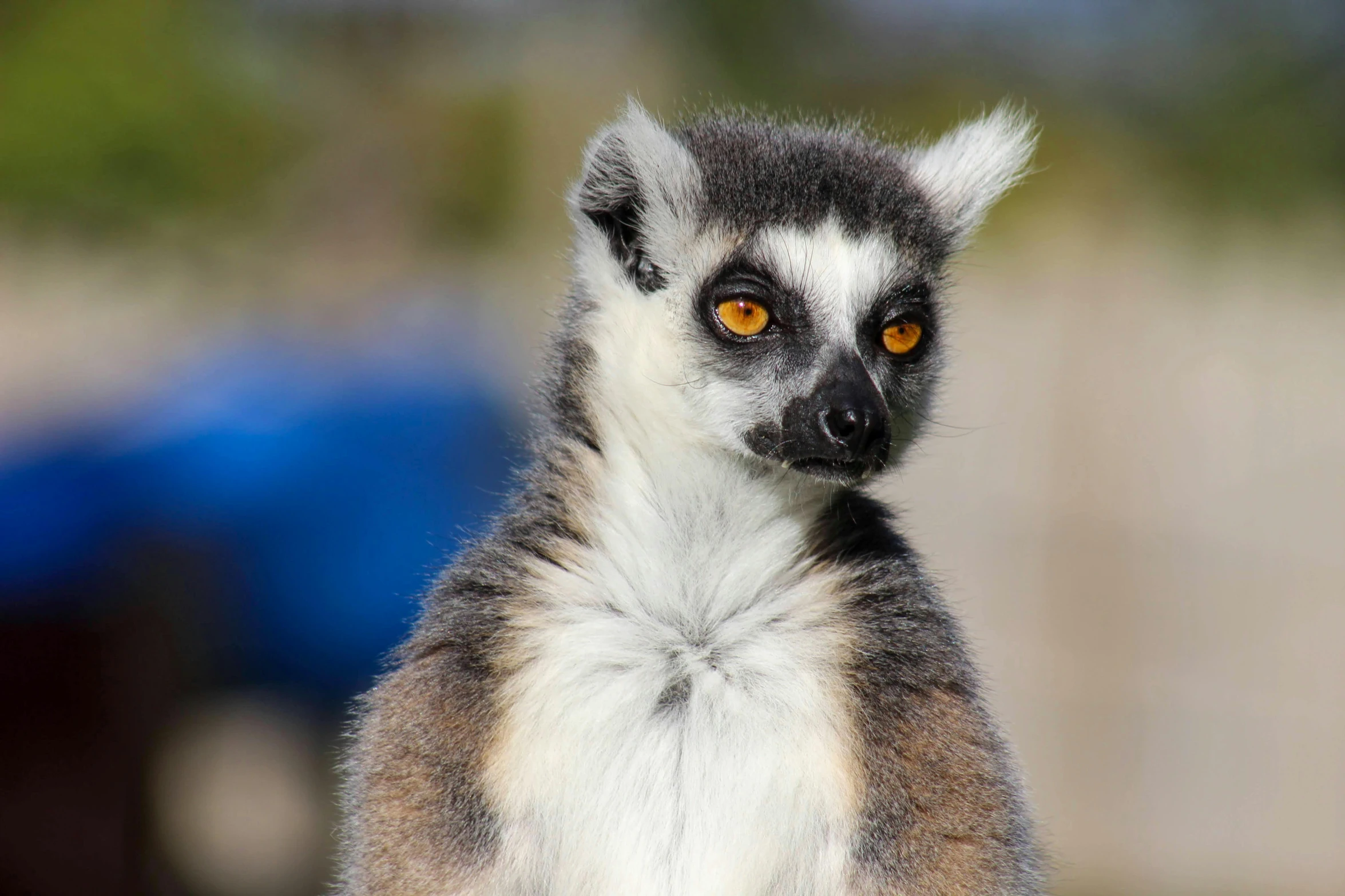 a small ring tailed animal with yellow eyes