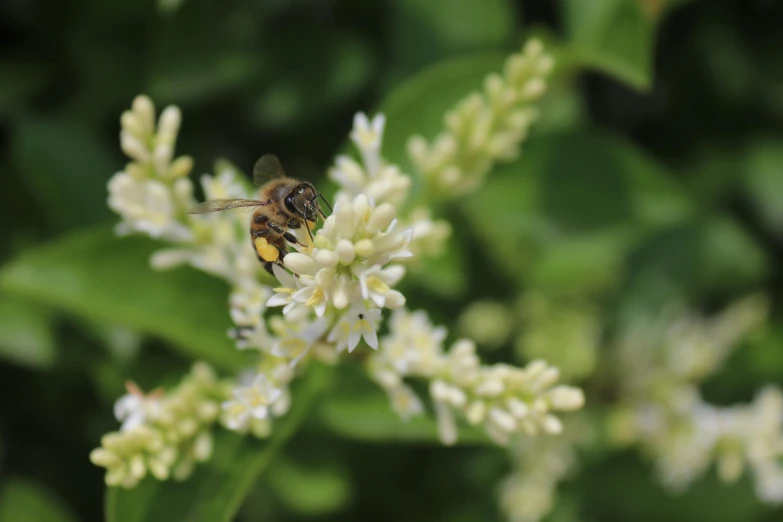 a honeybee with long wings is flying around a small flower