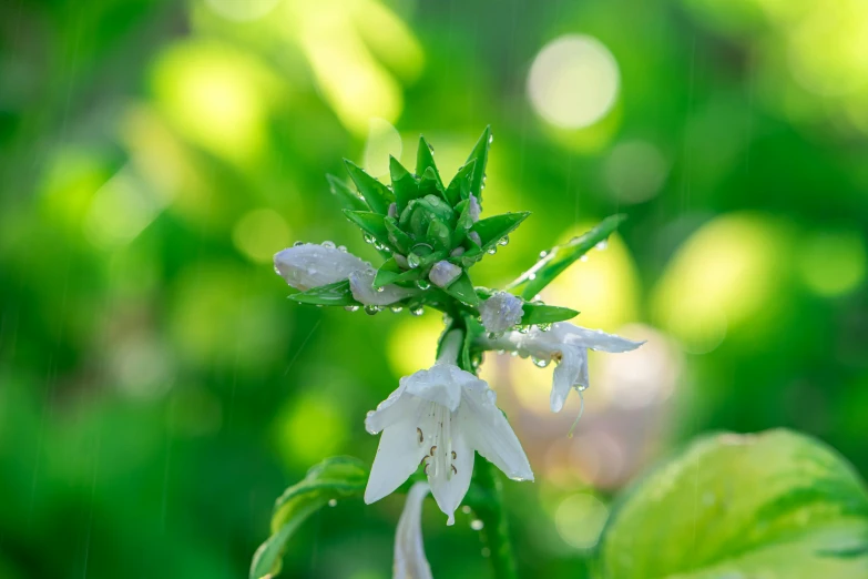 white flowers on a green plant with water drops