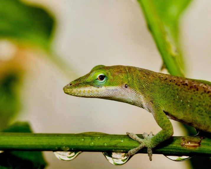 an image of a lizard that is sitting on the tree nch