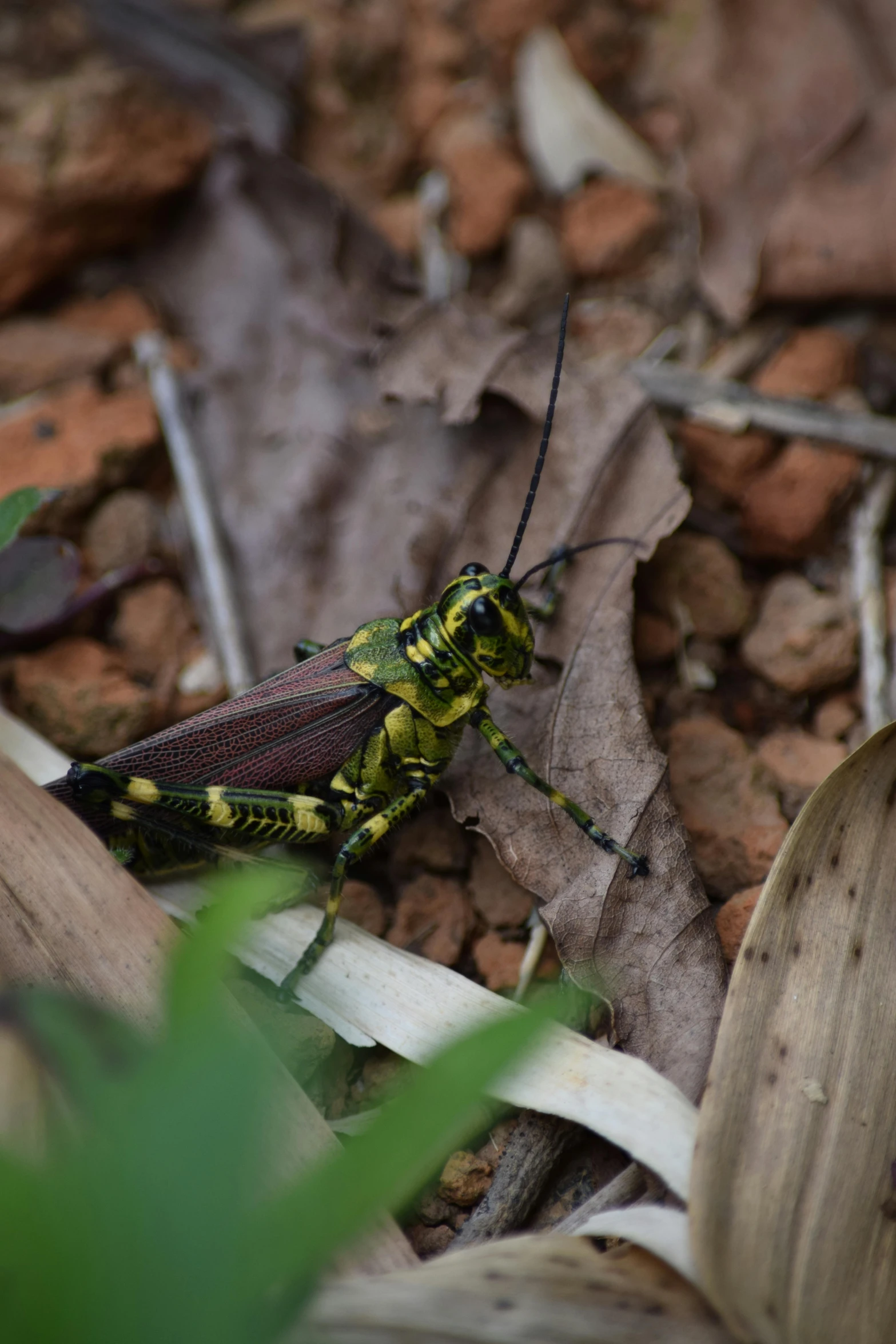 a large green and yellow insect on the ground