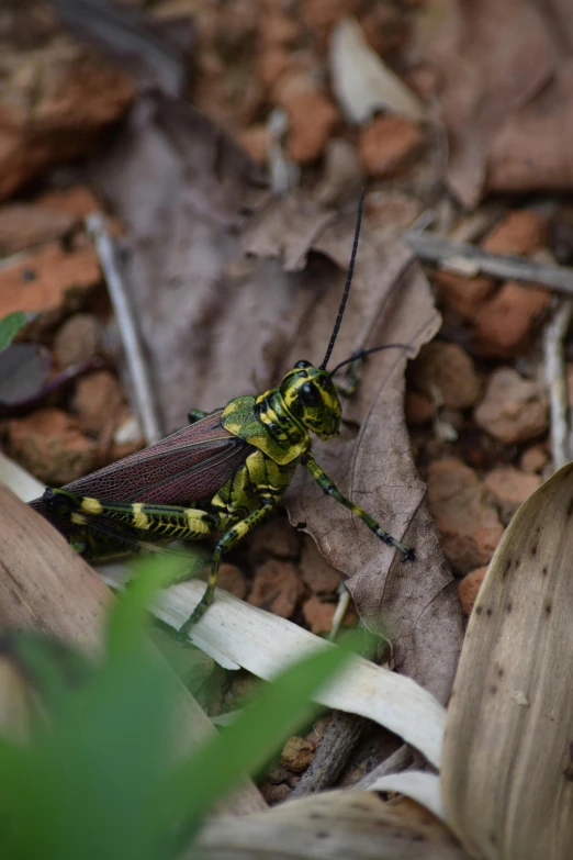 a large green and yellow insect on the ground