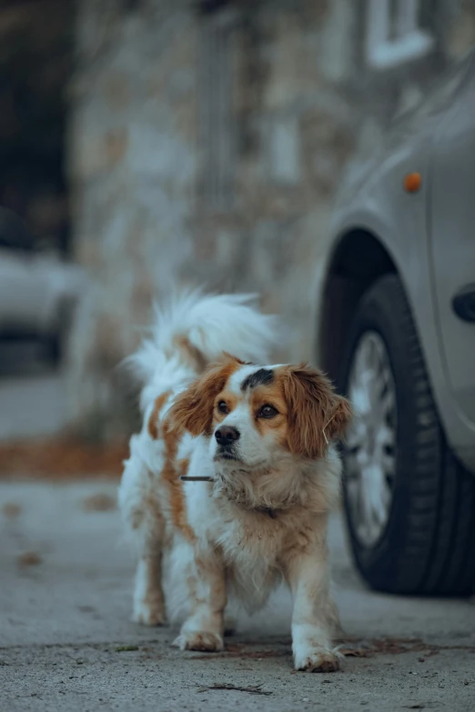 a small brown and white dog is walking down a sidewalk