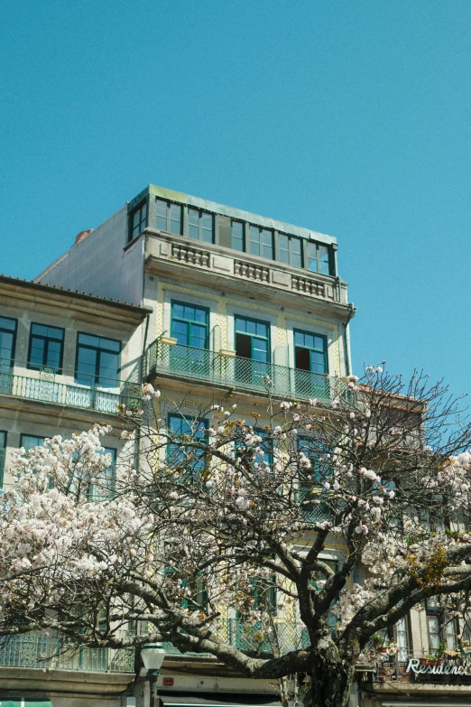 a cherry tree in blossom outside an apartment building