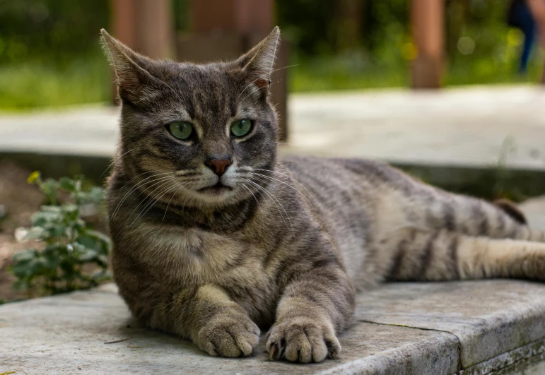 a close - up of a striped cat sitting on a concrete block