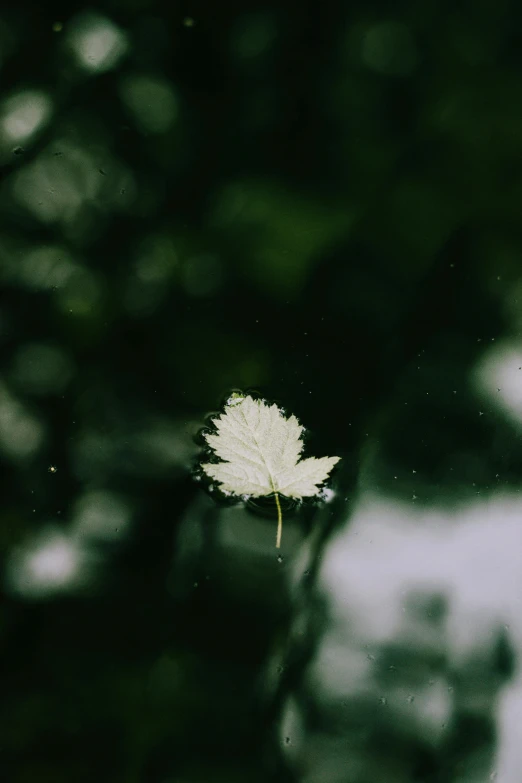 a leaf is growing from the ground in a forest