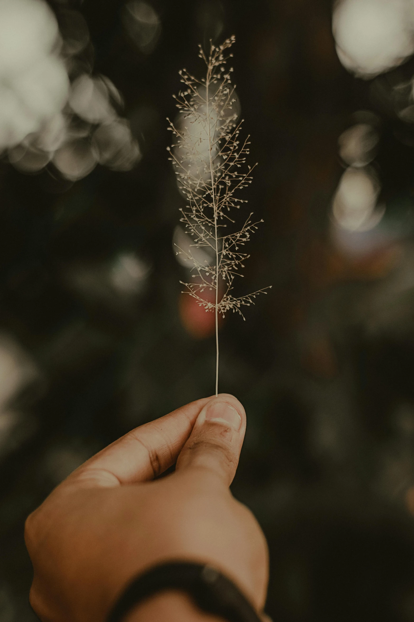 someone holding out a plant with tiny white seeds