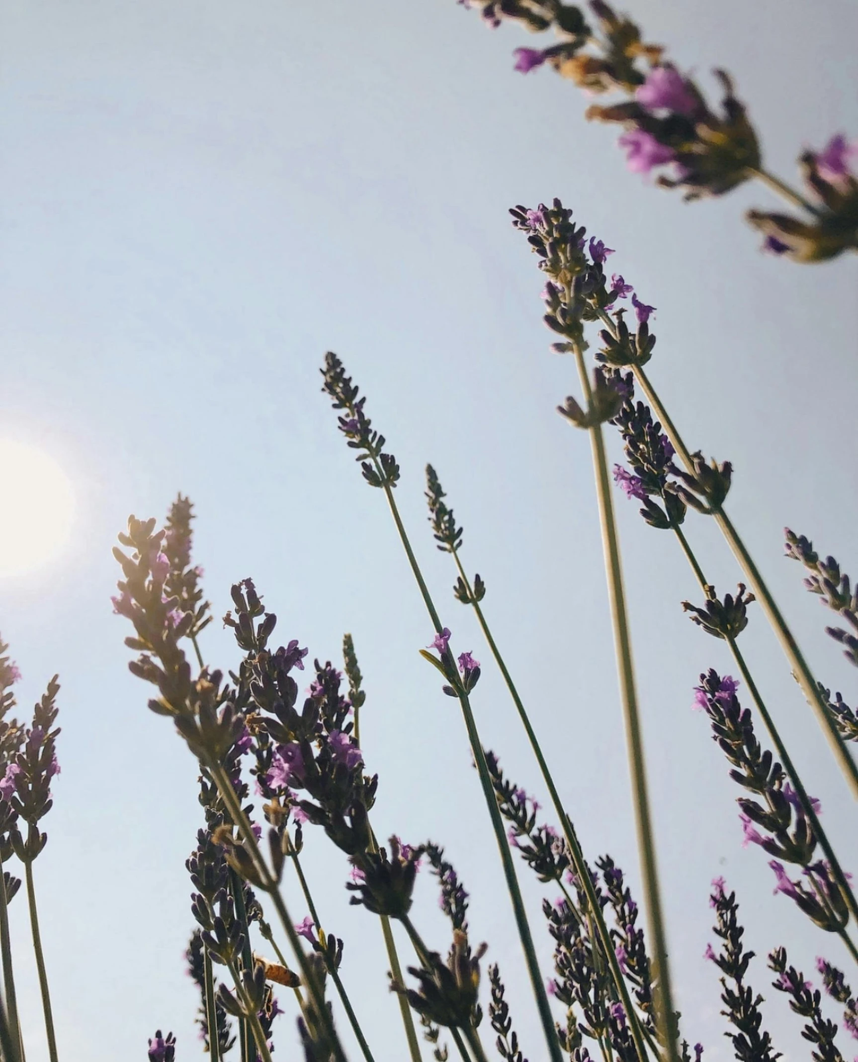 many purple flowers in the foreground and blue sky