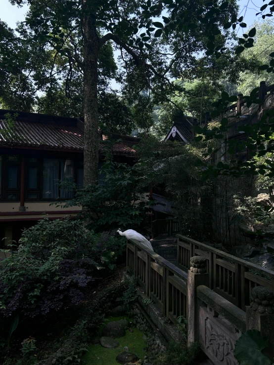 a long white bird flying over a wooden bridge