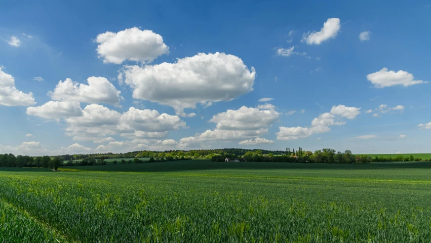 lush green grass covered in bright white clouds