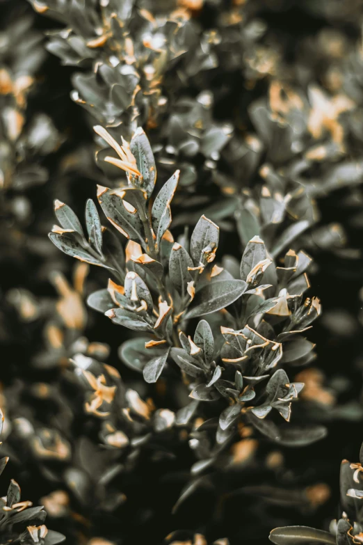 this is a green bush with tiny brown leaves